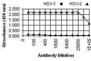 HSV-2 gG anticorps