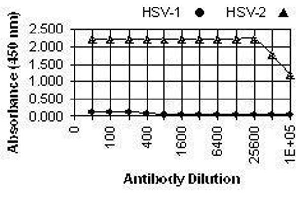 HSV-2 gG anticorps