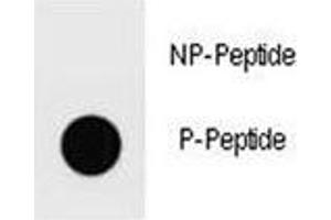 Dot blot analysis of phospho-Ammonium transporter antibody.