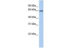 Image no. 3 for anti-Adenosylhomocysteinase-Like 1 (AHCYL1) (N-Term) antibody (ABIN2777769)