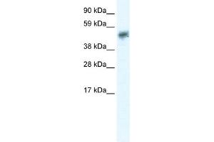 Image no. 1 for anti-Sirtuin 2 (SIRT2) (N-Term) antibody (ABIN2779604)