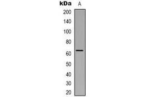 Image no. 2 for anti-Solute Carrier Family 9 (Sodium/hydrogen Exchanger), Member 8 (SLC9A8) (C-Term) antibody (ABIN2801284)