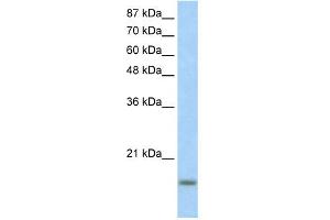 Image no. 1 for anti-Inhibitor of DNA Binding 3, Dominant Negative Helix-Loop-Helix Protein (ID3) (N-Term) antibody (ABIN2779573)