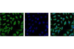 Image no. 1 for anti-Heat Shock 70kDa Protein 1-Like (HSPA1L) (N-Term) antibody (ABIN5648980)