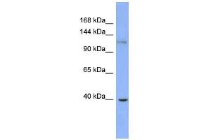 Image no. 1 for anti-Zinc Finger Protein 827 (ZNF827) (Middle Region) antibody (ABIN2778576)