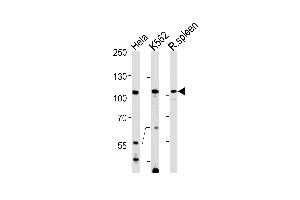 anti-Tuftelin Interacting Protein 11 (TFIP11) (AA 42-70), (N-Term) antibody