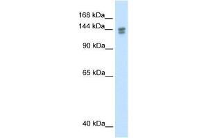 Image no. 1 for anti-Tumor Protein P53 Binding Protein 2 (TP53BP2) (N-Term) antibody (ABIN927728)