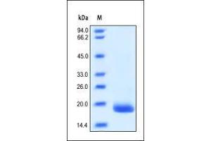 Image no. 2 for Colony Stimulating Factor 3 (Granulocyte) (CSF3) (AA 31-204) (Active) protein (ABIN2181135)