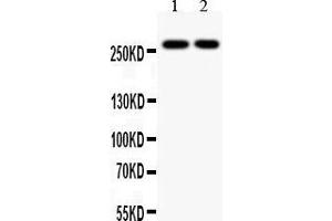 Image no. 1 for anti-E1A Binding Protein P300 (EP300) (AA 2065-2414) antibody (ABIN3042372)