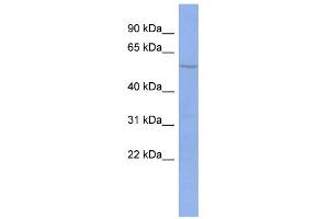 Image no. 1 for anti-Polypyrimidine Tract Binding Protein 2 (PTBP2) (N-Term) antibody (ABIN2776546)