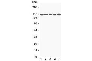 Image no. 5 for anti-Complement Component 5a (C5a) (N-Term) antibody (ABIN3029692)
