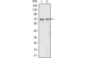 Image no. 2 for anti-Fragile X Mental Retardation 1 (FMR1) antibody (ABIN969148)