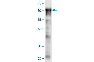 Image no. 4 for anti-Stress-Induced-phosphoprotein 1 (STIP1) (AA 1-543) antibody (ABIN524365)