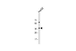 E2F5 antibody  (N-Term)