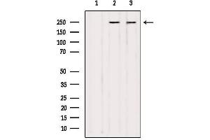 Image no. 2 for anti-Nuclear Mitotic Apparatus Protein 1 (NUMA1) (N-Term) antibody (ABIN6257380)