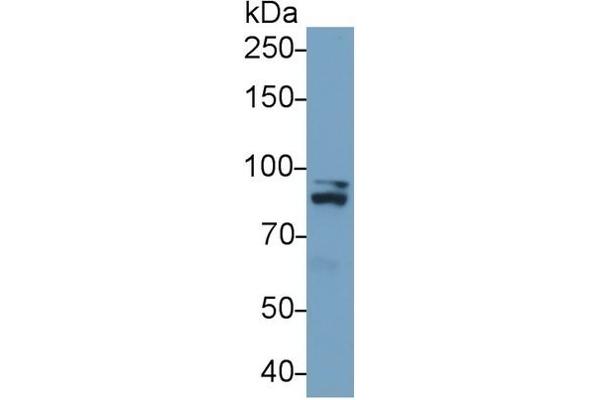 STAT1 Antikörper  (AA 343-602)
