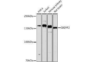 GIGYF2 Antikörper  (AA 350-500)