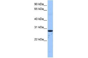 Image no. 1 for anti-Nucleoporin 35kDa (NUP35) (N-Term) antibody (ABIN630745)