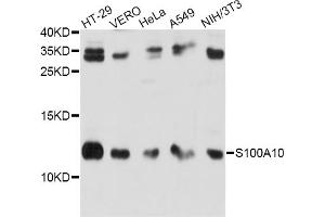 Image no. 3 for anti-S100 Calcium Binding Protein A10 (S100A10) antibody (ABIN6568428)