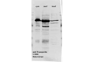 Image no. 1 for anti-Transportin 1 (TNPO1) antibody (ABIN108619)