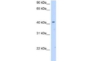 anti-Solute Carrier Family 25 (Mitochondrial Carrier, Phosphate Carrier), Member 24 (SLC25A24) (Middle Region) antibody