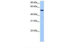 C18orf54 antibody  (AA 228-277)