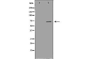 Image no. 1 for anti-NUAK Family, SNF1-Like Kinase, 2 (NUAK2) (Internal Region) antibody (ABIN6263760)