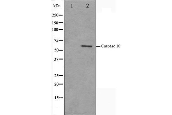 anti-Caspase 10, Apoptosis-Related Cysteine Peptidase (CASP10) antibody