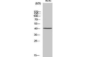 Image no. 2 for anti-Neurotrimin (NTM) (C-Term) antibody (ABIN3185859)