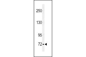 IL1RAPL2 antibody  (AA 372-401)