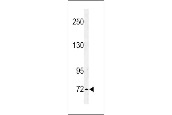 IL1RAPL2 anticorps  (AA 372-401)