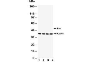Image no. 3 for anti-Caspase 12 (Gene/pseudogene) (CASP12) (AA 71-84) antibody (ABIN3030292)
