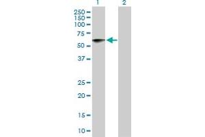 Western Blot analysis of NTN5 expression in transfected 293T cell line by NTN5 MaxPab polyclonal antibody.