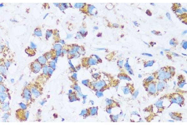 CA13 antibody