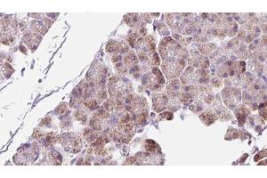 Image no. 1 for anti-Peptidylprolyl Isomerase C (Cyclophilin C) (PPIC) (Internal Region) antibody (ABIN6261174)