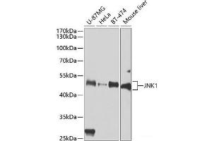 Western blot analysis of extracts of various cell lines using JNK1 Polyclonal Antibody at dilution of 1:1000.