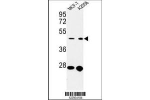 Image no. 1 for anti-Cell Division Cycle 37 Homolog (S. Cerevisiae) (CDC37) (AA 116-144) antibody (ABIN652914)
