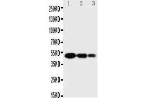 Image no. 2 for anti-Secreted Protein, Acidic, Cysteine-Rich (Osteonectin) (SPARC) (AA 284-303), (C-Term) antibody (ABIN3044449)
