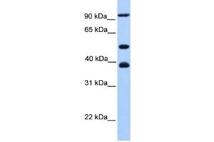 Image no. 2 for anti-Minichromosome Maintenance Complex Component 3 (MCM3) (C-Term) antibody (ABIN2774879)