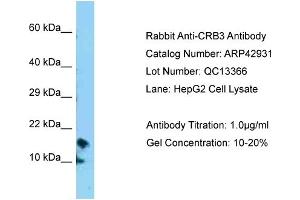 anti-Crumbs Homolog 3 (CRB3) (N-Term) antibody