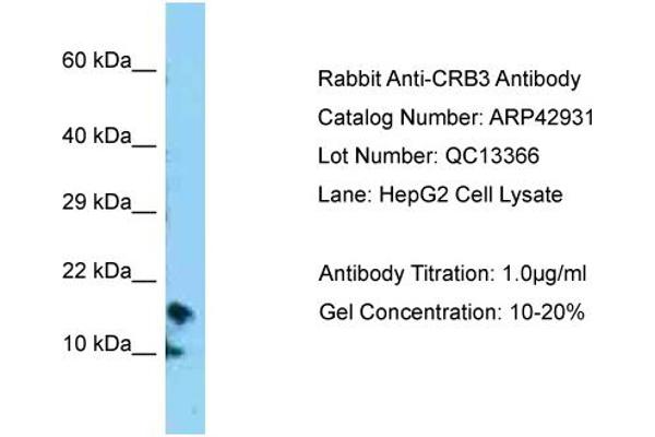 CRB3 antibody  (N-Term)