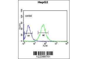 Image no. 1 for anti-Alkaline Ceramidase 3 (ACER3) (C-Term) antibody (ABIN2157549)