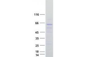Image no. 1 for Cdc42 Guanine Nucleotide Exchange Factor (GEF) 9 (Arhgef9) protein (Myc-DYKDDDDK Tag) (ABIN2714896)