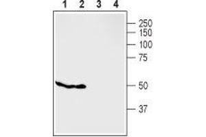 Western blot analysis of rat pancreas (lanes 1 and 3) and mouse MS1 cells (lanes 2 and 4): - 1,2.