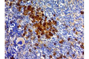 Image no. 5 for anti-CD63 (CD63) antibody (ABIN6941230)