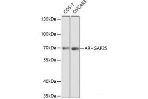 Western blot analysis of extracts of various cell lines using ARHGAP25 Polyclonal Antibody at dilution of 1:1000.