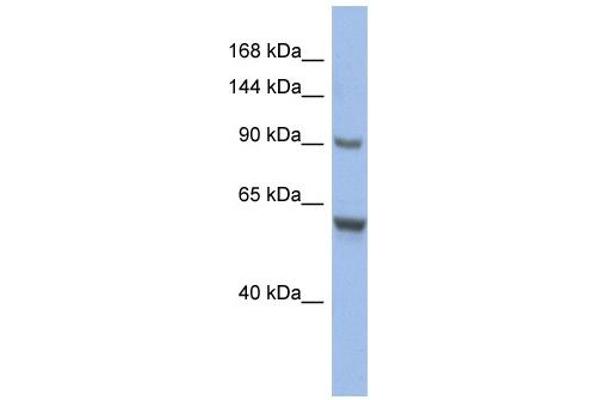 CIZ1 antibody  (Middle Region)