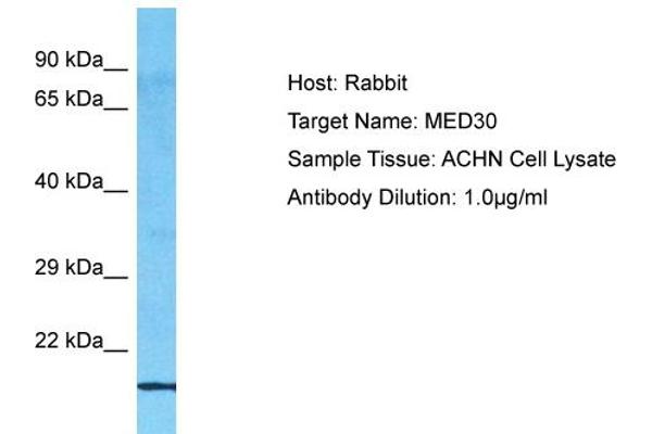 MED30 antibody  (C-Term)