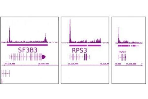 anti-Polymerase (RNA) II (DNA Directed) Polypeptide F (POLR2F) antibody