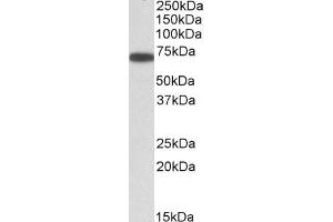Image no. 2 for anti-ERO1-Like Protein alpha (ERO1L) (AA 105-118) antibody (ABIN5539459)